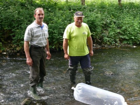 Foreļu mazuļi Līgatnes upē, 15.06.2011., foto Pēteris Lideris un Ivars Nerets