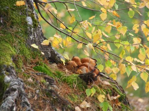 Vēl turas rudens zelts Līgatnē, 15.10.2013., foto Anita Jaunzeme