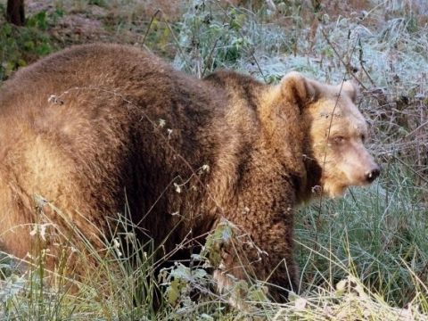 Līgatnes dabas taku iemītnieki, GNP, foto no Velgas Vītolas foto arhīva