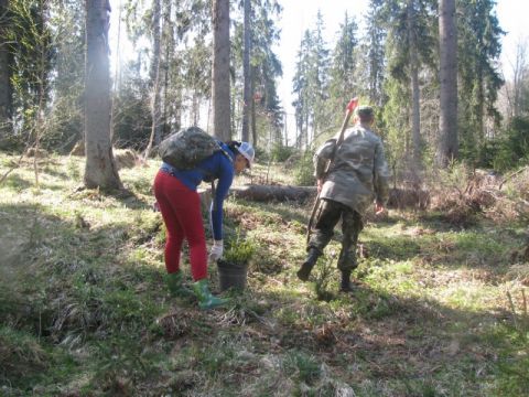 Stādam mežu, Līgatnes novada vidusskolas 7A un 8A klase, 29.04.2011., foto Baiba Aizupiete