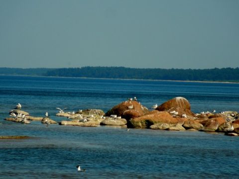 Jauno dabaspētnieku nometne. Foto A.Strazdiņa, M.Grava, A.Ziediņa